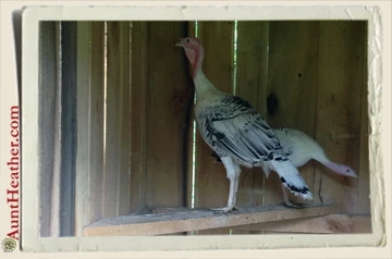 Run-Away-Turkey-in-Coop-7-14-15-Aunt-Heather-Piper