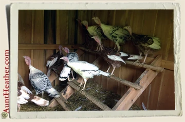Turkeys-in-Coop-7-14-15-Aunt-Heather-Piper