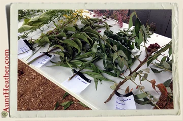 Beekeepers-Picnic-wild-flowers-8-9-15-Aunt-Heather-Piper