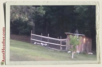 Turkey Coop 9-6-15 Aunt Heather Piper